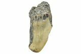 Partial, Fossil Megalodon Tooth - North Carolina #381547-1